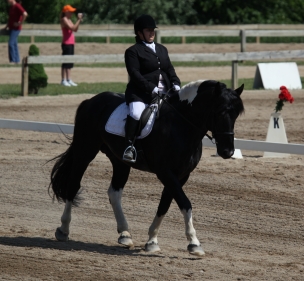 haflinger haflingers dressage ahr dorset dorsets sheep lamb lambs chickens plymouth rock rocks columbian barred silver penciled honeybees honey bees nucs german shepherds border collies michigan akc abca lesperance glaurung mi ohio oh